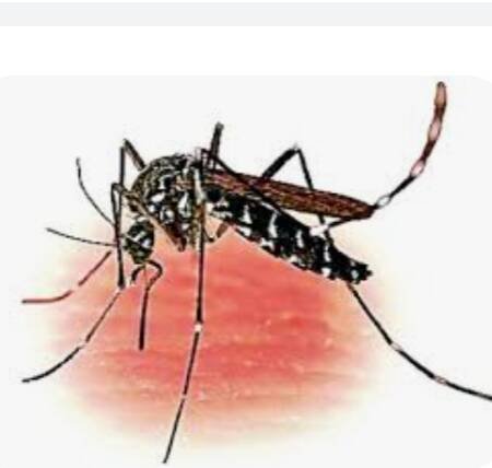 *Dengue patients in Sawantwadi city*