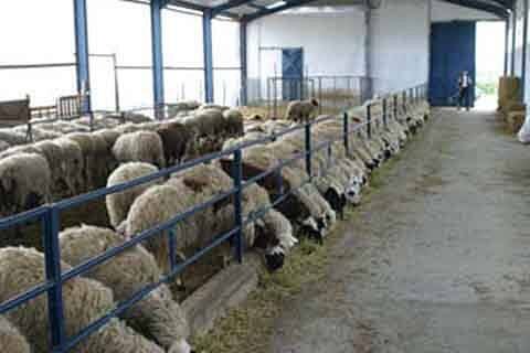 Call for applications for semi-closed, closed sheep rearing scheme..