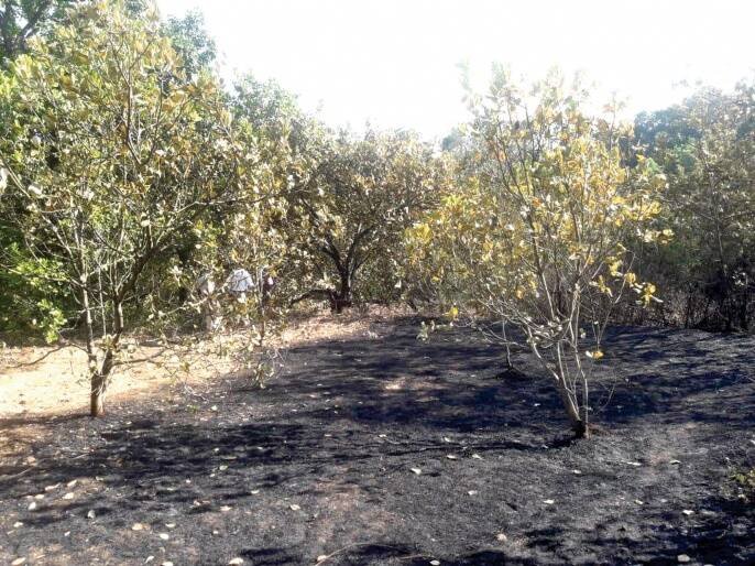 Damage of cashew garden due to fire at Malgaon