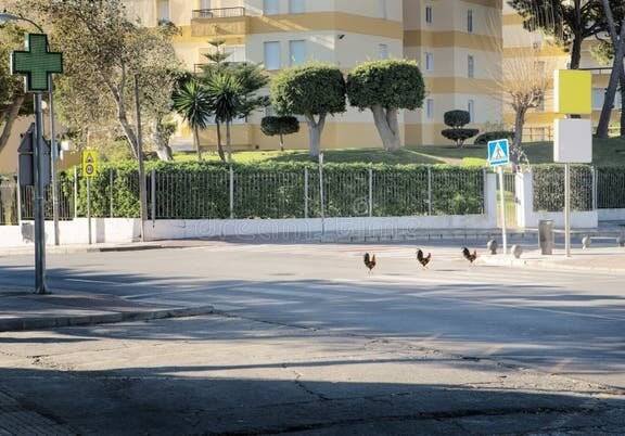 Chicken road casino - Descubre la Emoción de Jugar a Chicken Road en Español en España