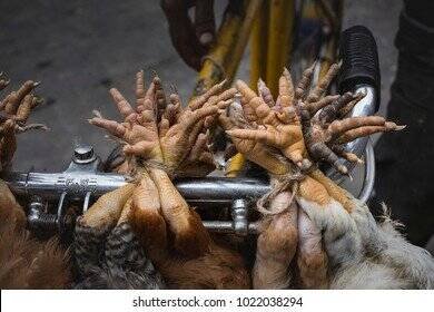 Learn about chicken road nederland